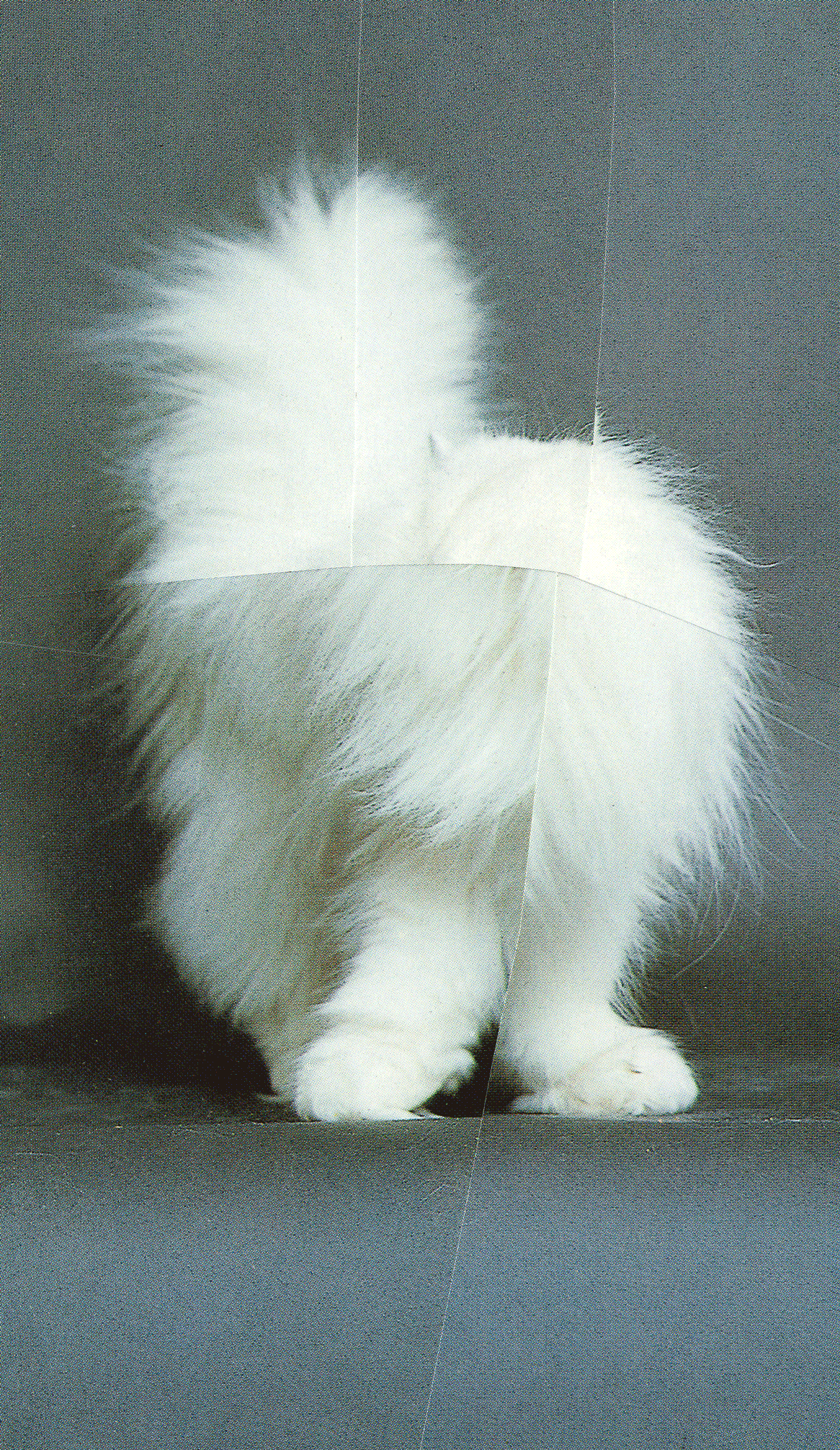 Isabel Reitemeyer blue cat/brown cat, 2017